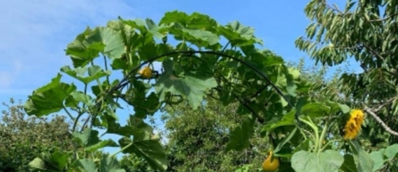 Squash growing over an arch